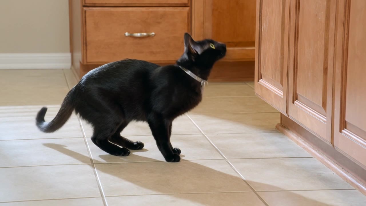 Kling 3.0 Turbo: Cat jumping to a counter