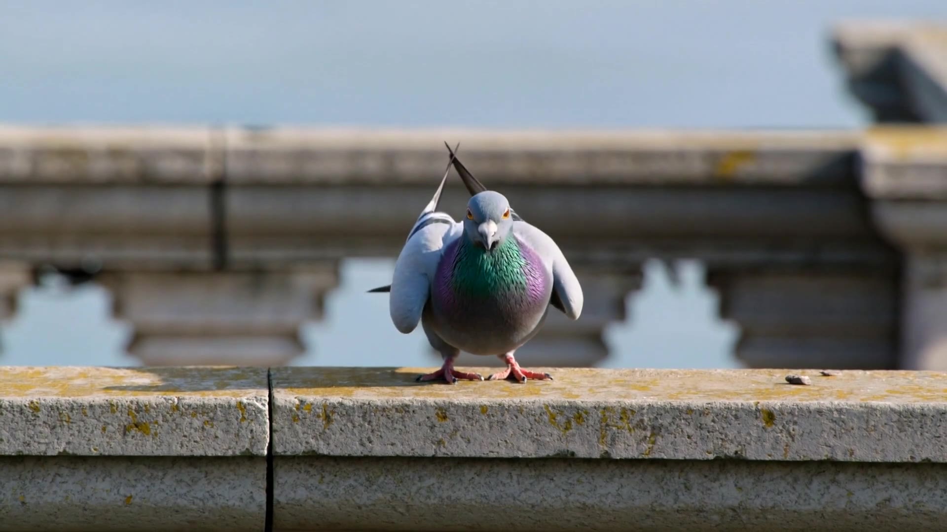 Kling 3.0: Pigeon takeoff