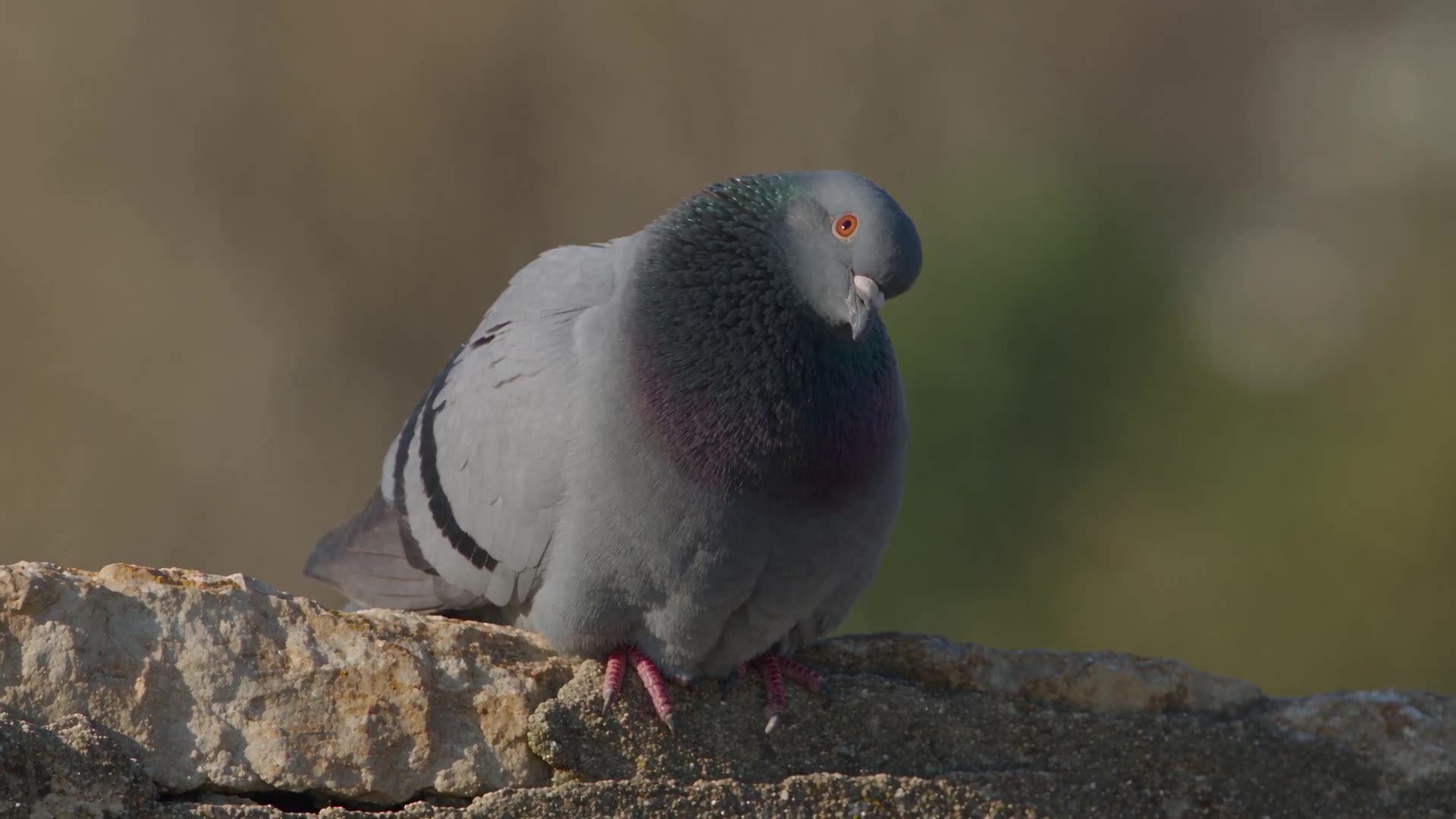 Seedance 2.5: Pigeon takeoff