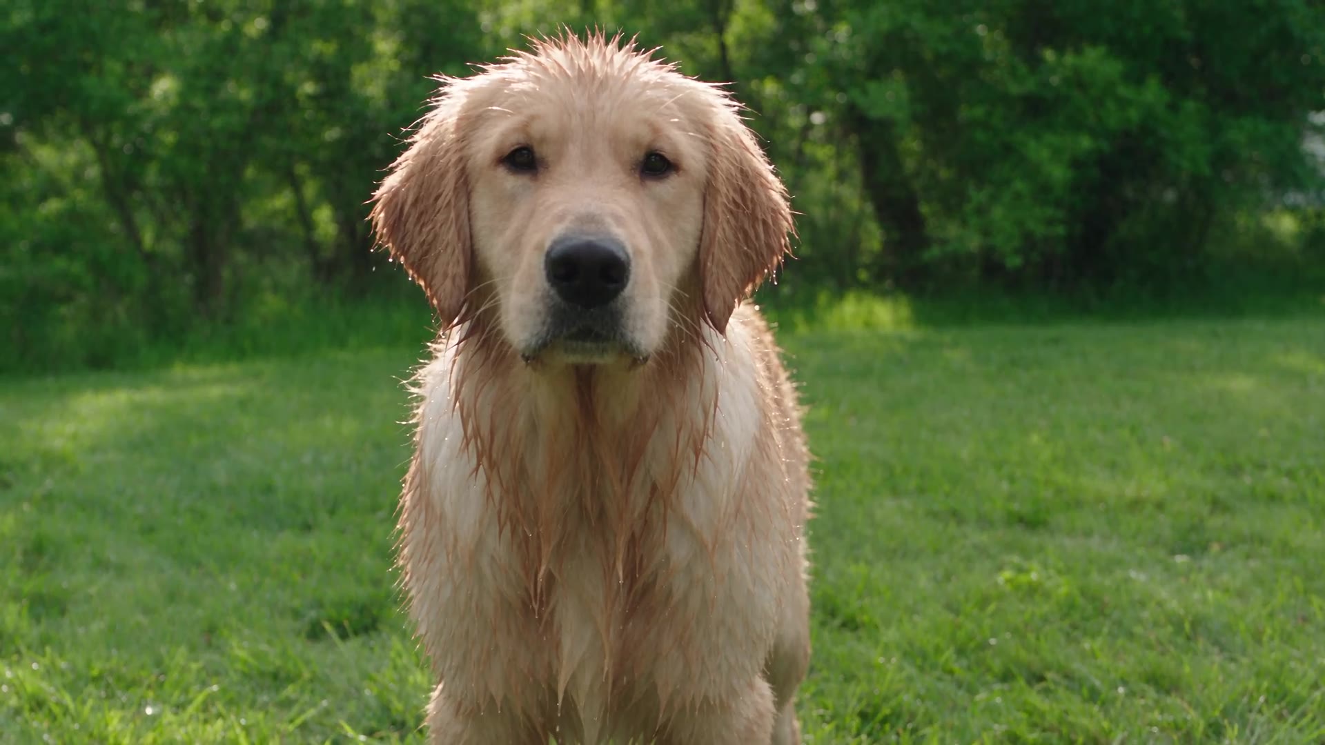 Seedance 2.5: Dog shaking off water