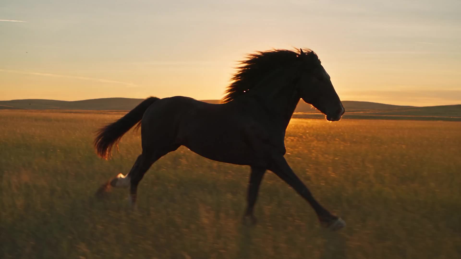 Seedance 2.5: Galloping horse