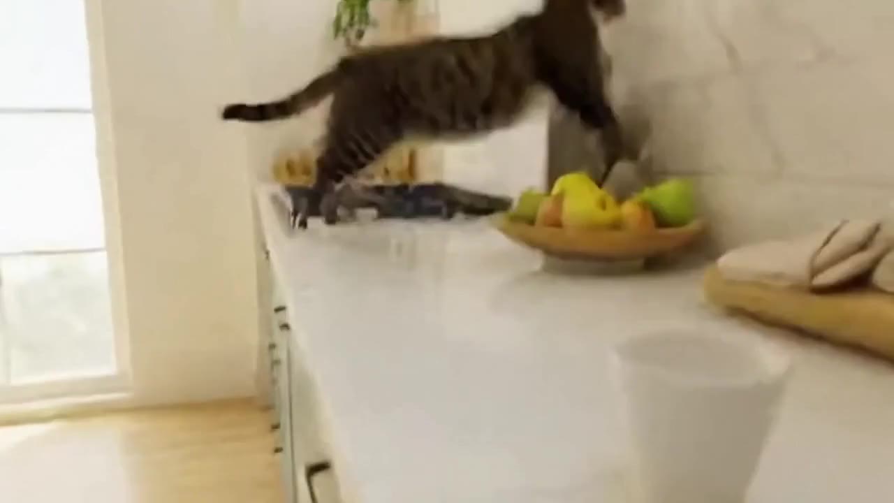 OpenAI Sora 2: Cat jumping to a counter