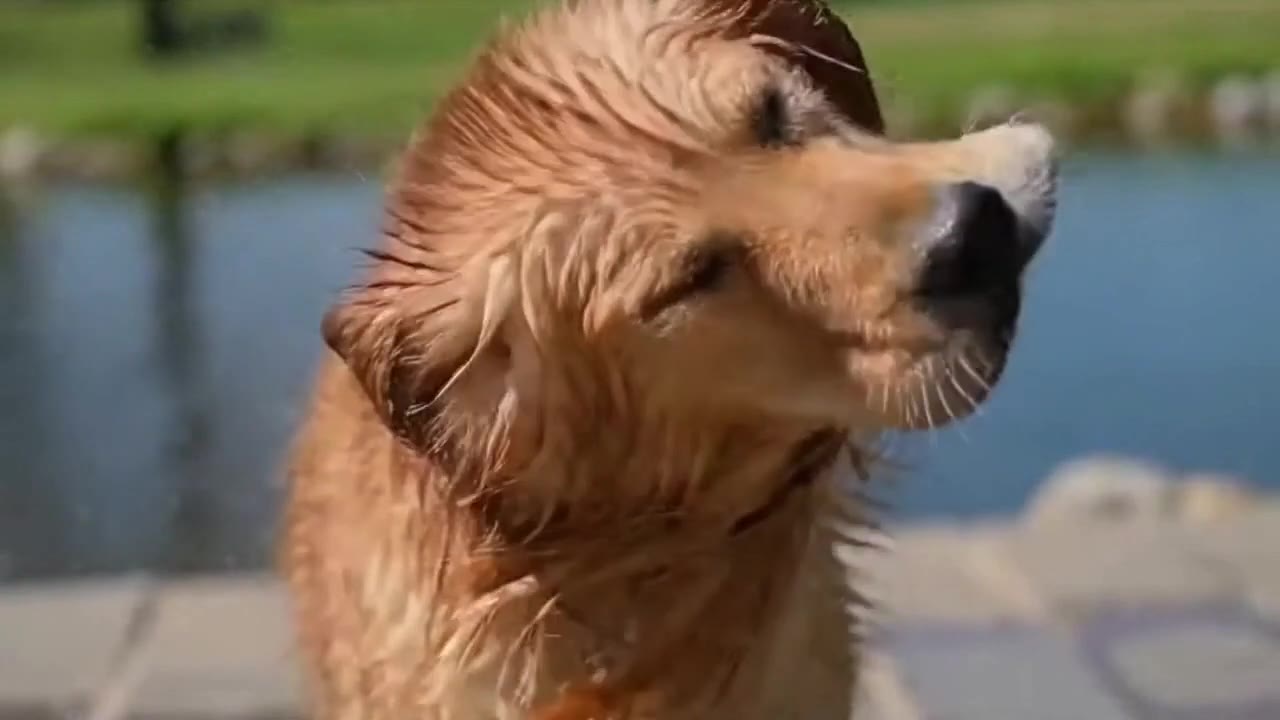 OpenAI Sora 2: Dog shaking off water