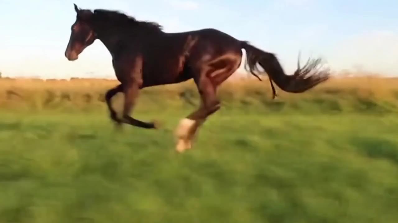 OpenAI Sora 2: Galloping horse