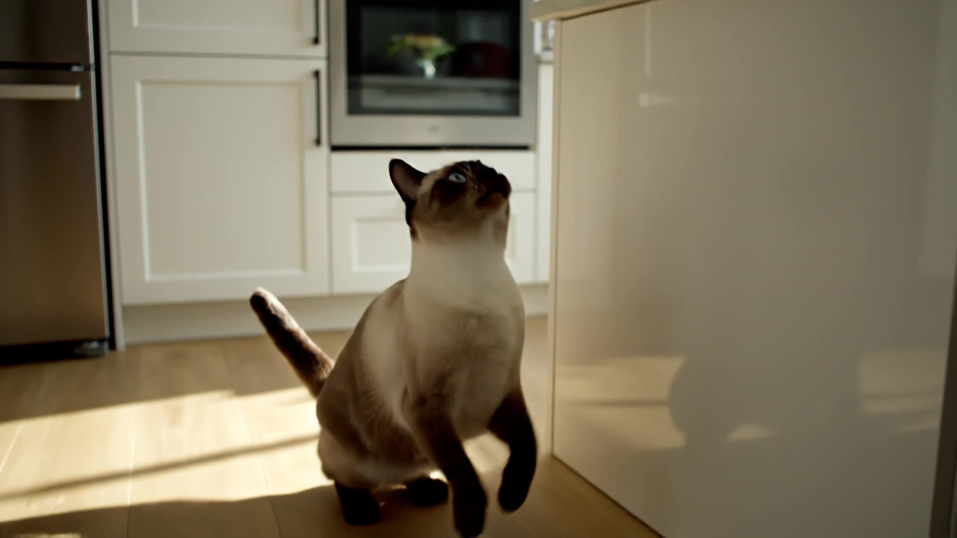 Google Veo 3.1: Cat jumping to a counter