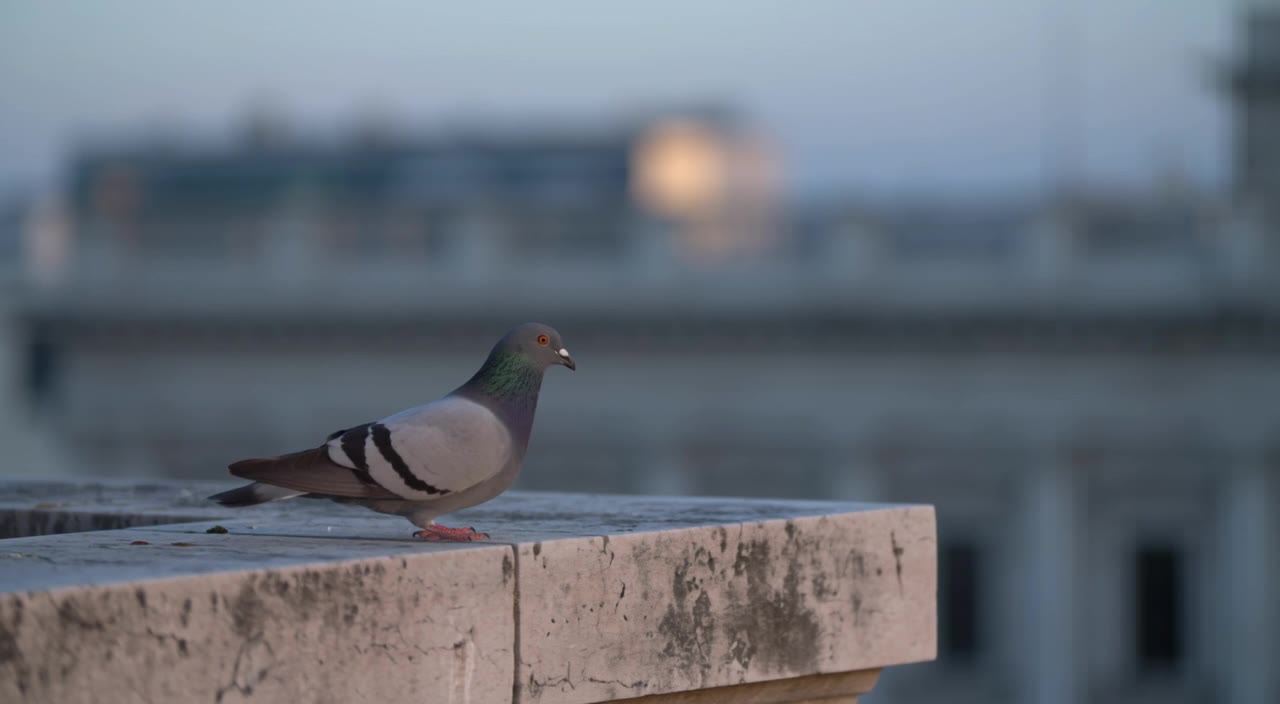 FLUX 3: Pigeon takeoff