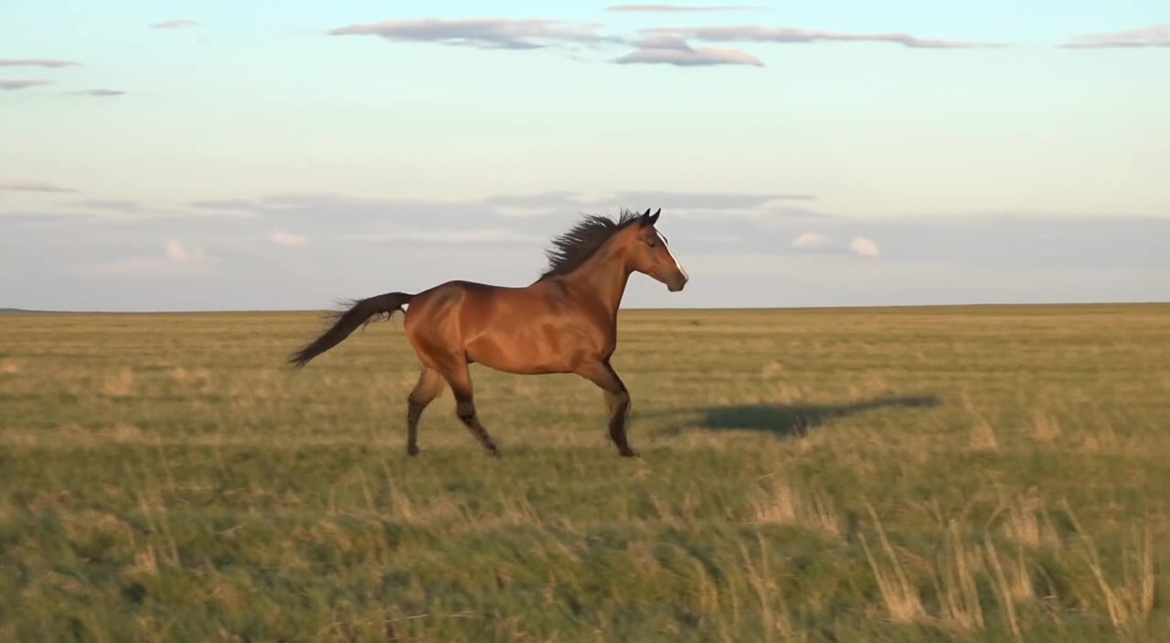 FLUX 3: Galloping horse